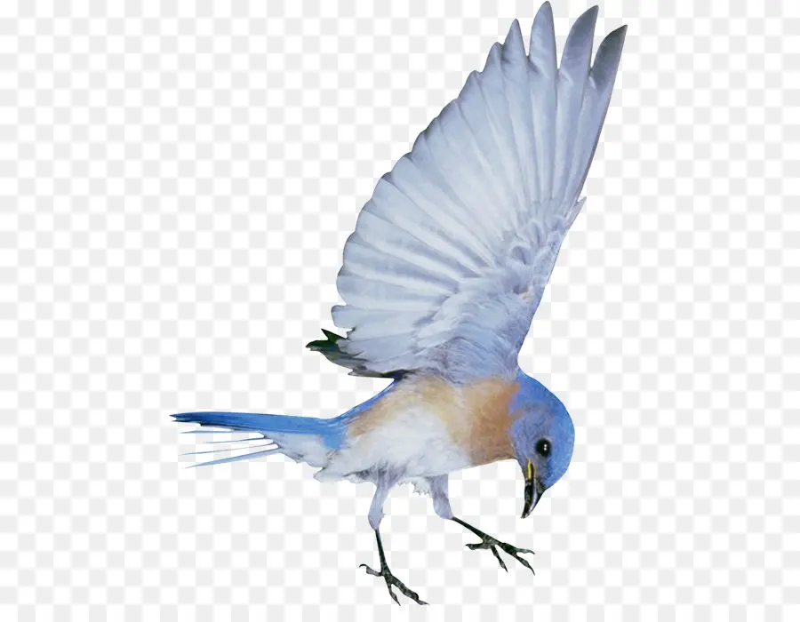 Pájaro Azul，Vuelo PNG