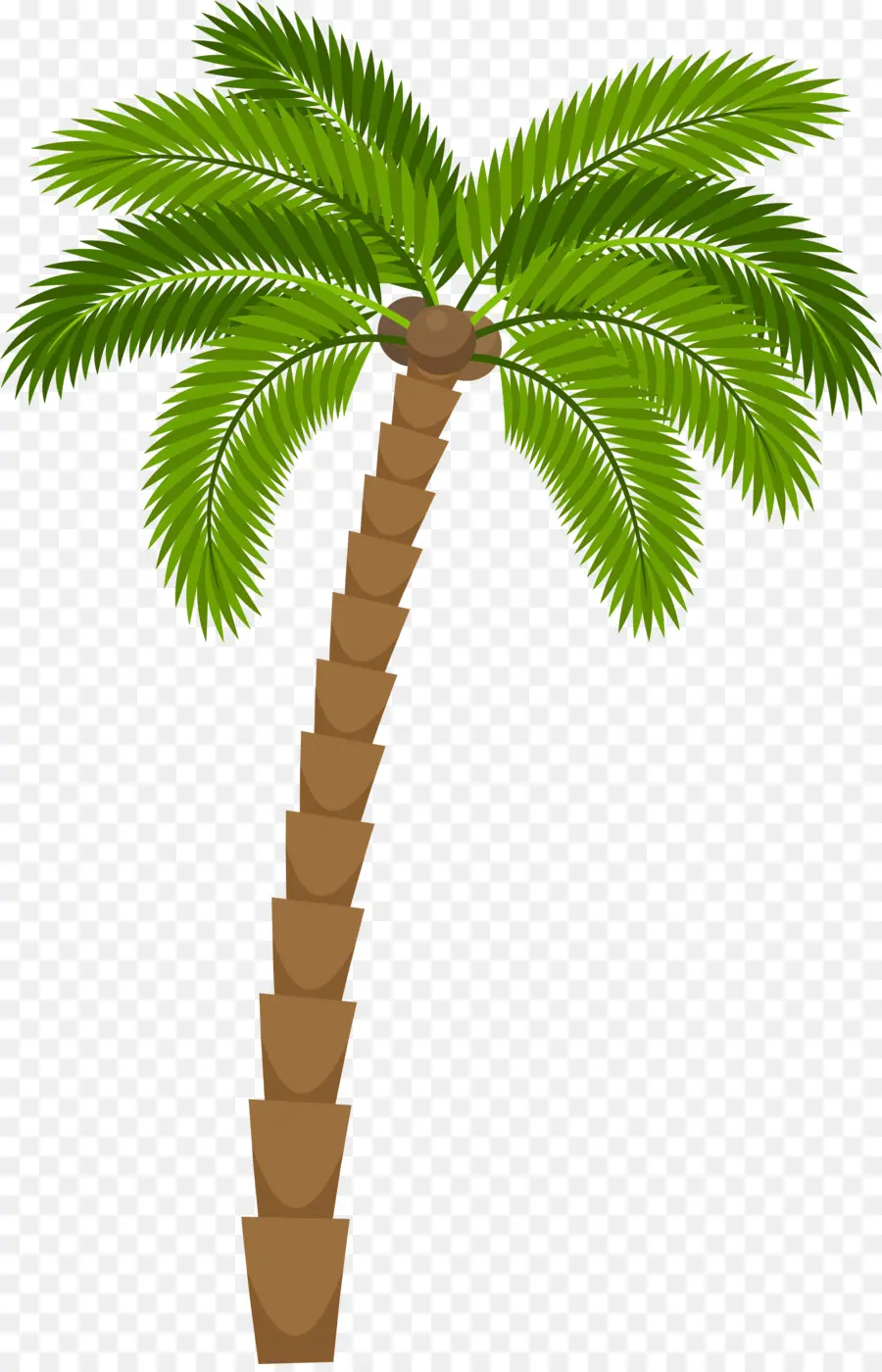 Palmera，Tropical PNG