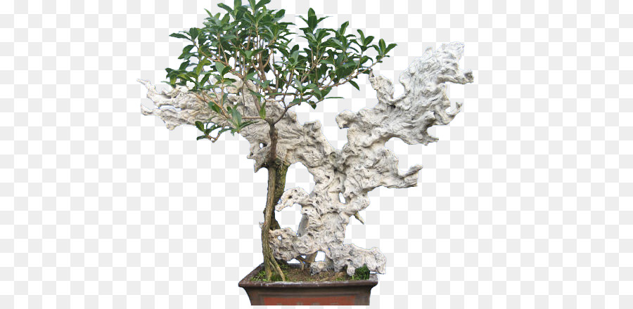 Sageretia Theezans，Bonsai PNG