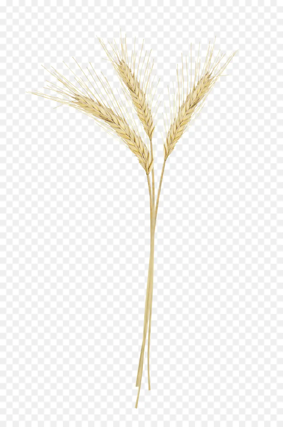 Trigo，Grano PNG