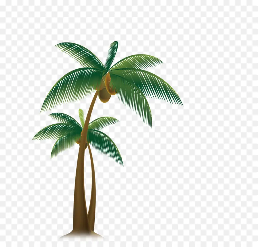 Arecaceae，árbol PNG