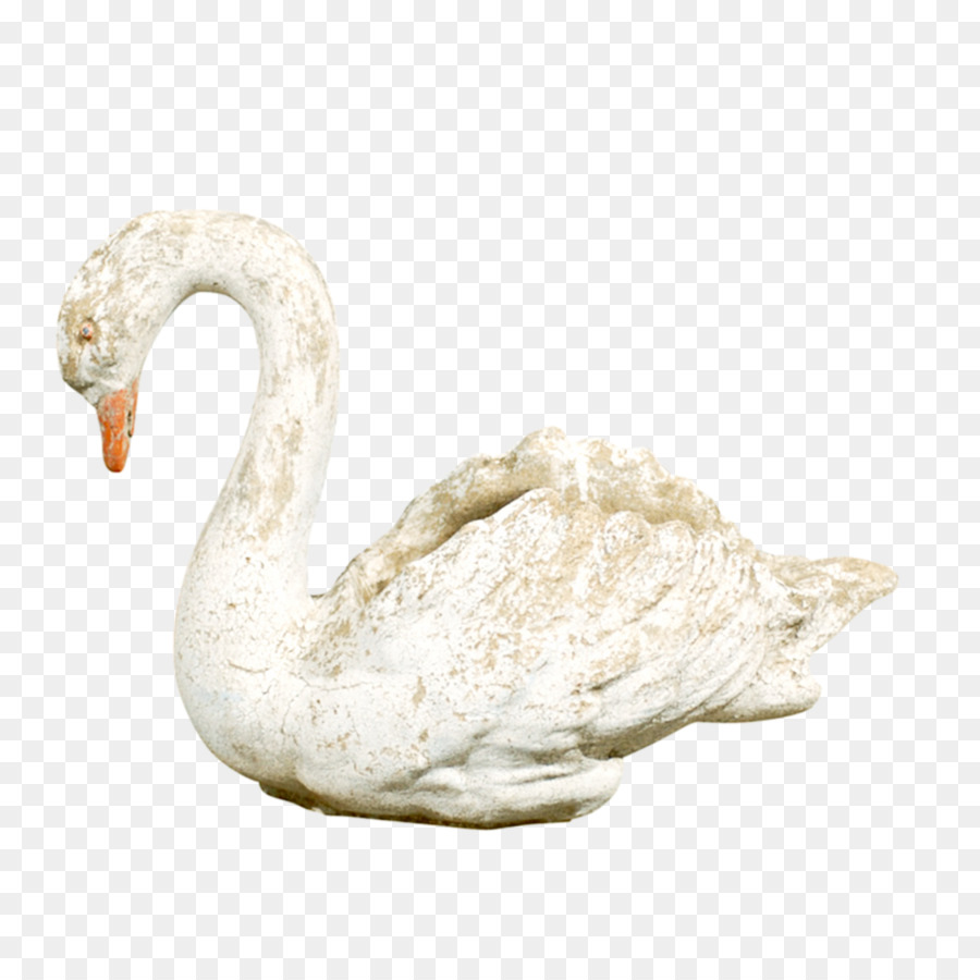 Cygnini，Cisne Blanco PNG