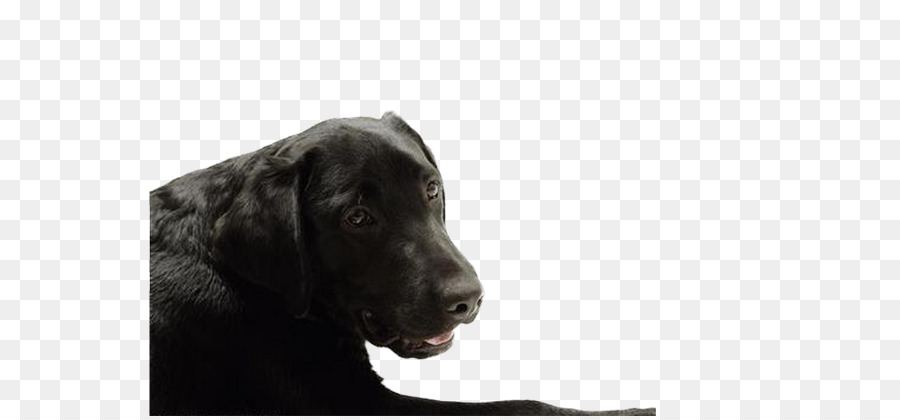 Labrador Retriever，Dachshund PNG