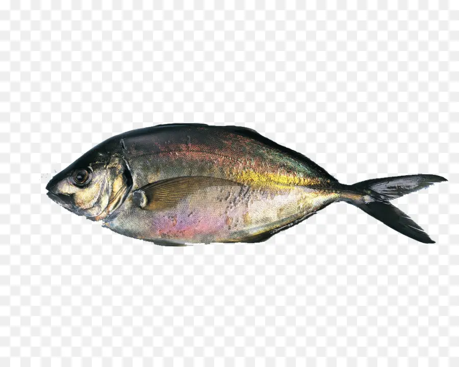 Dos Peces，Acuático PNG