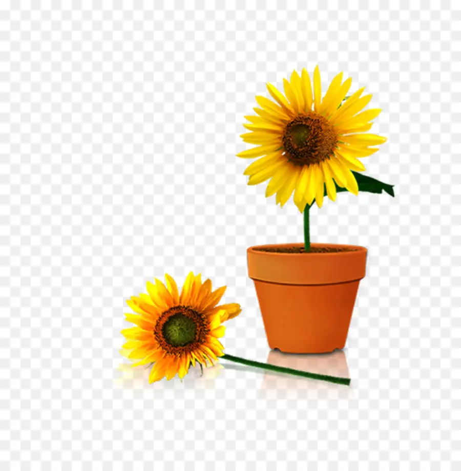 Girasoles，Flores PNG