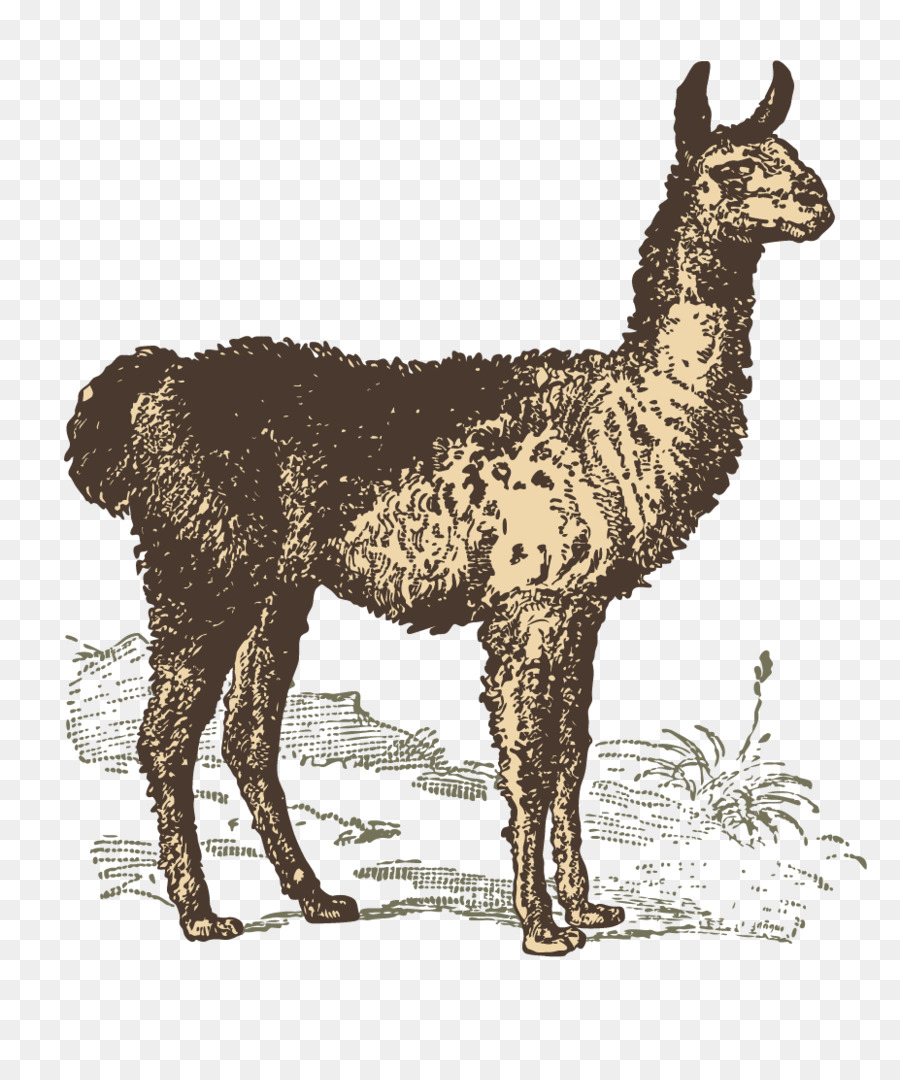 Llama，Cabra PNG