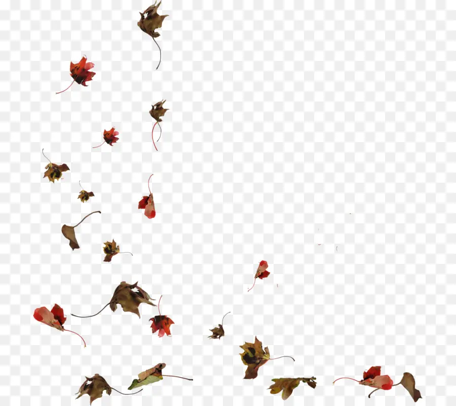 Otoño，De Hoja Caduca PNG