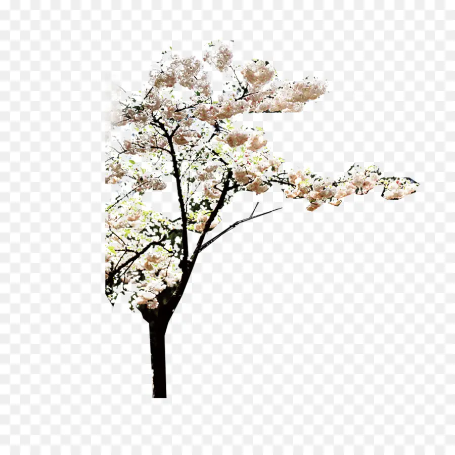 Árbol De Cerezo En Flor，Primavera PNG