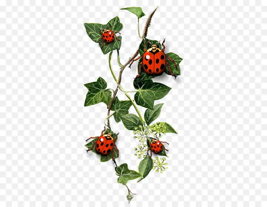 Mariquitas，Hojas PNG