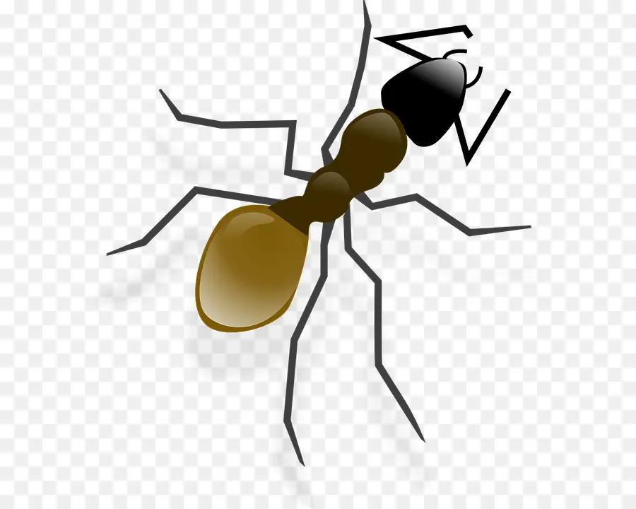 Ant，Andy Ant PNG