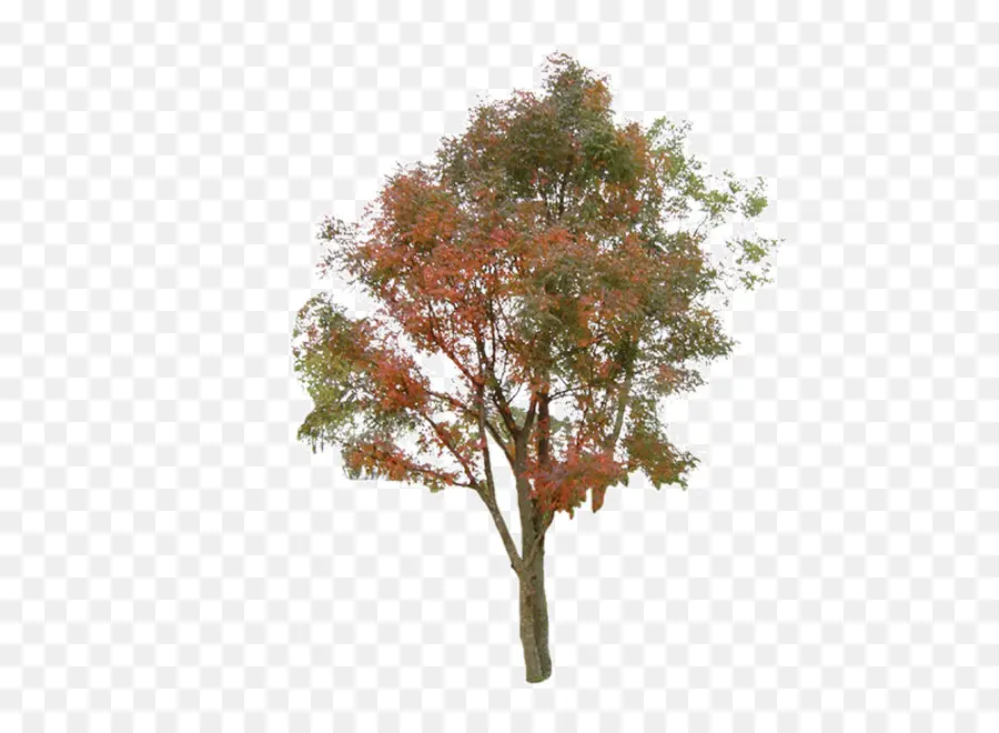 árbol，Información PNG