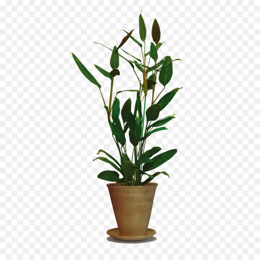 Planta，árbol PNG