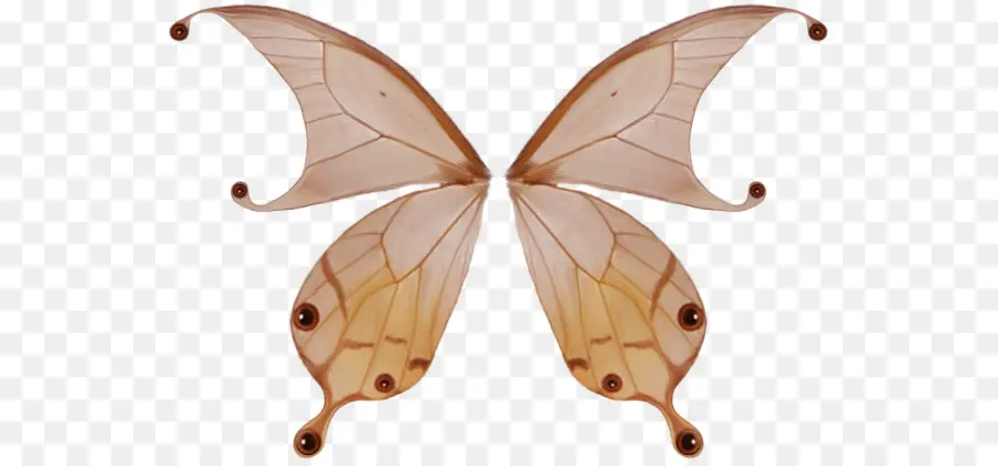 Alas De Mariposa，Insecto PNG