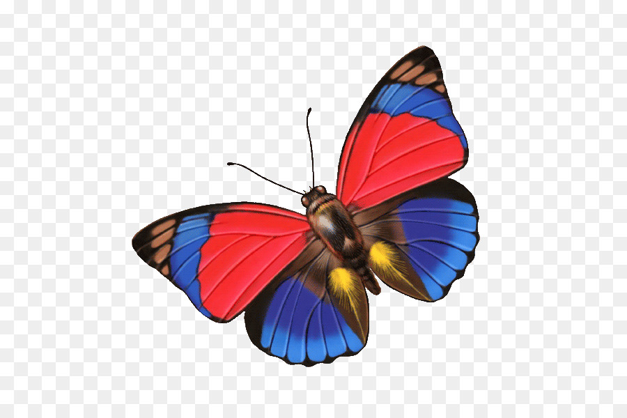 Mariposa，Mariposa Monarca PNG