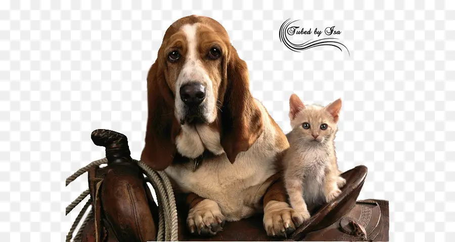 Perro Y Gato，Mascota PNG