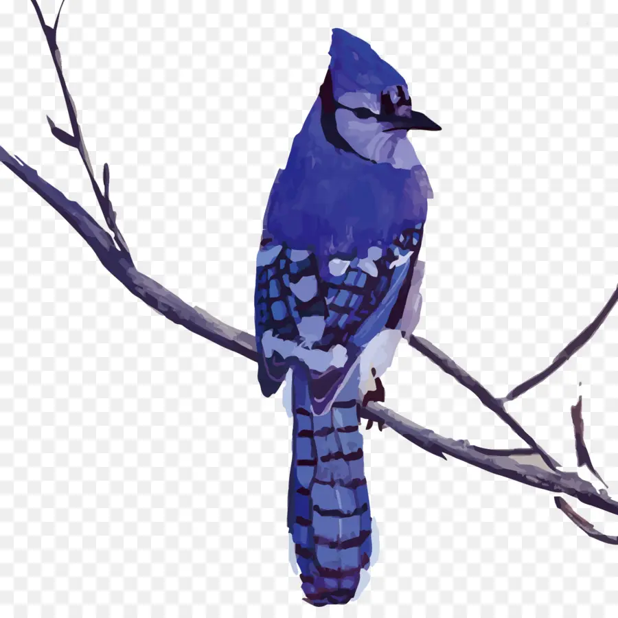 Pájaro，Blue Jay PNG