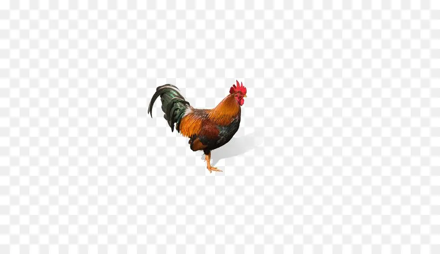 Rooster，Pollo PNG