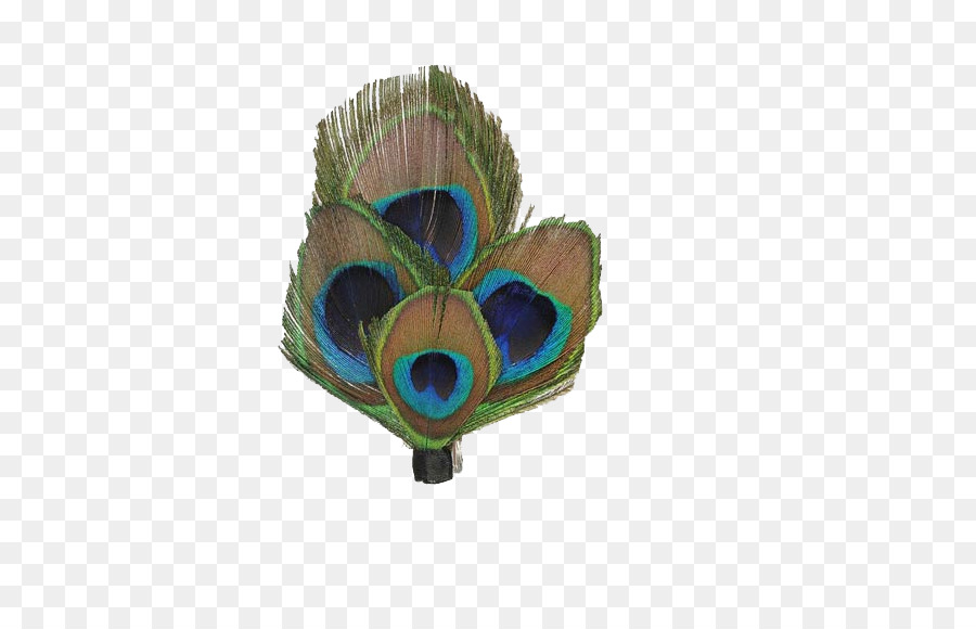 Pluma，Pavo Real PNG