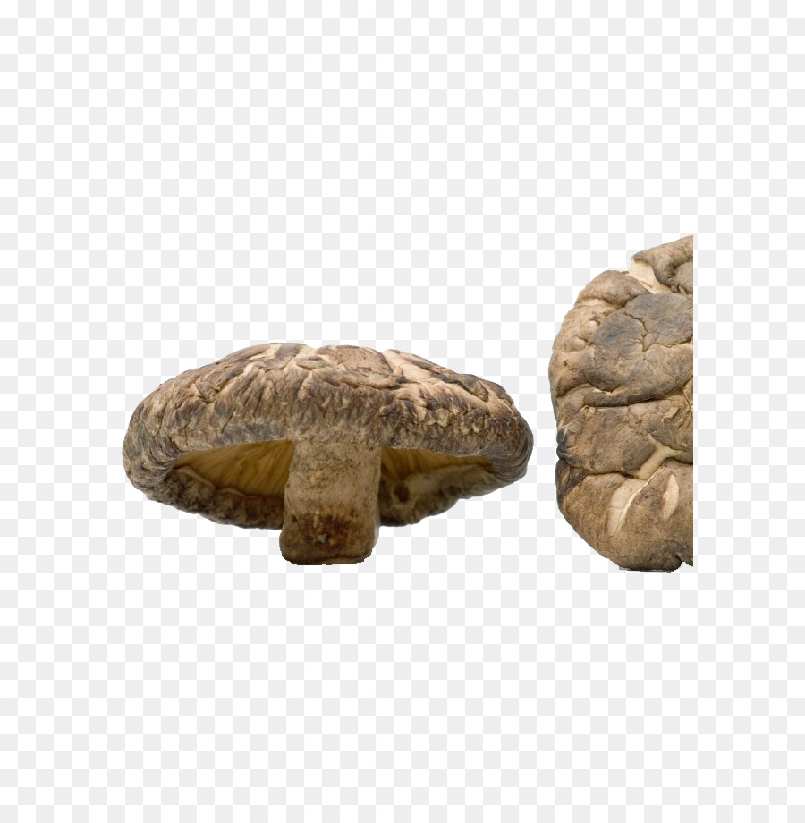 Shiitake，Champiñón PNG