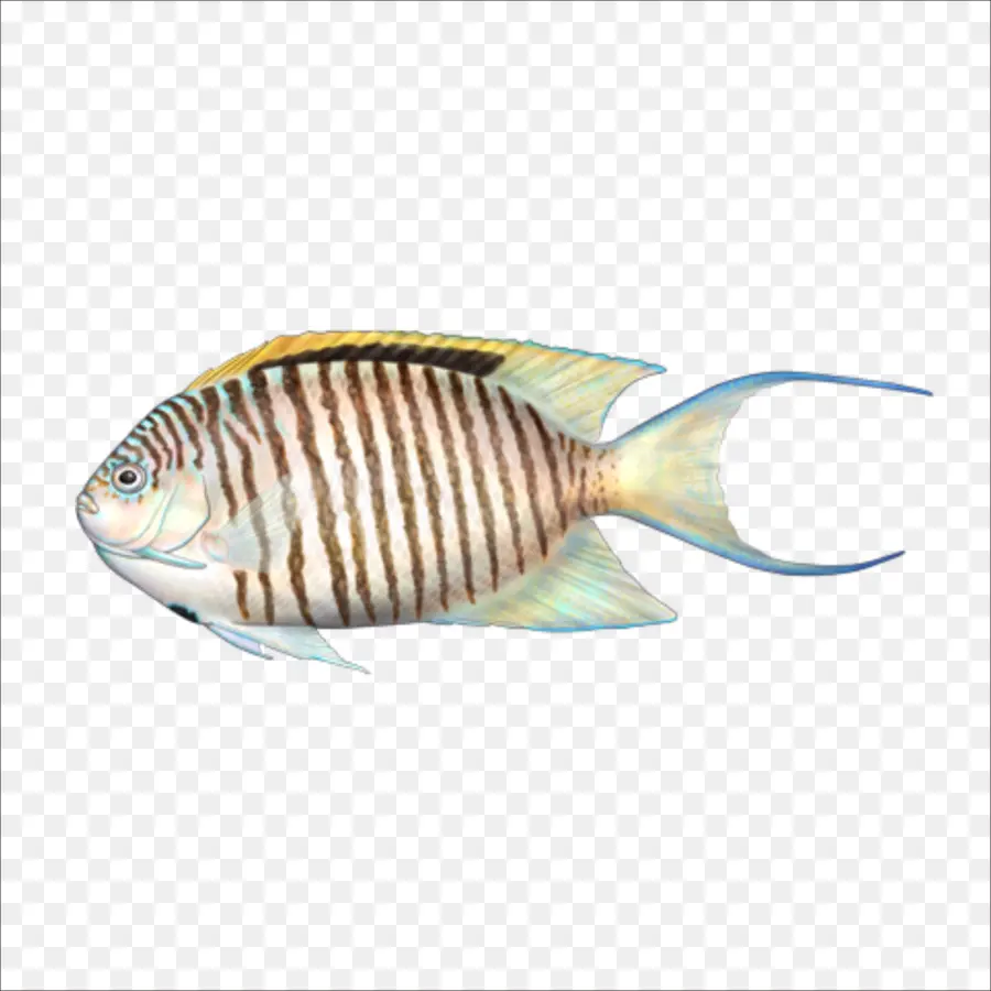 Los Peces，Descargar PNG