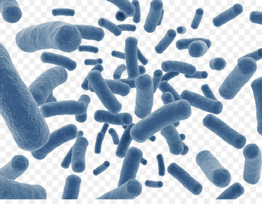 Bacterias，Azul PNG