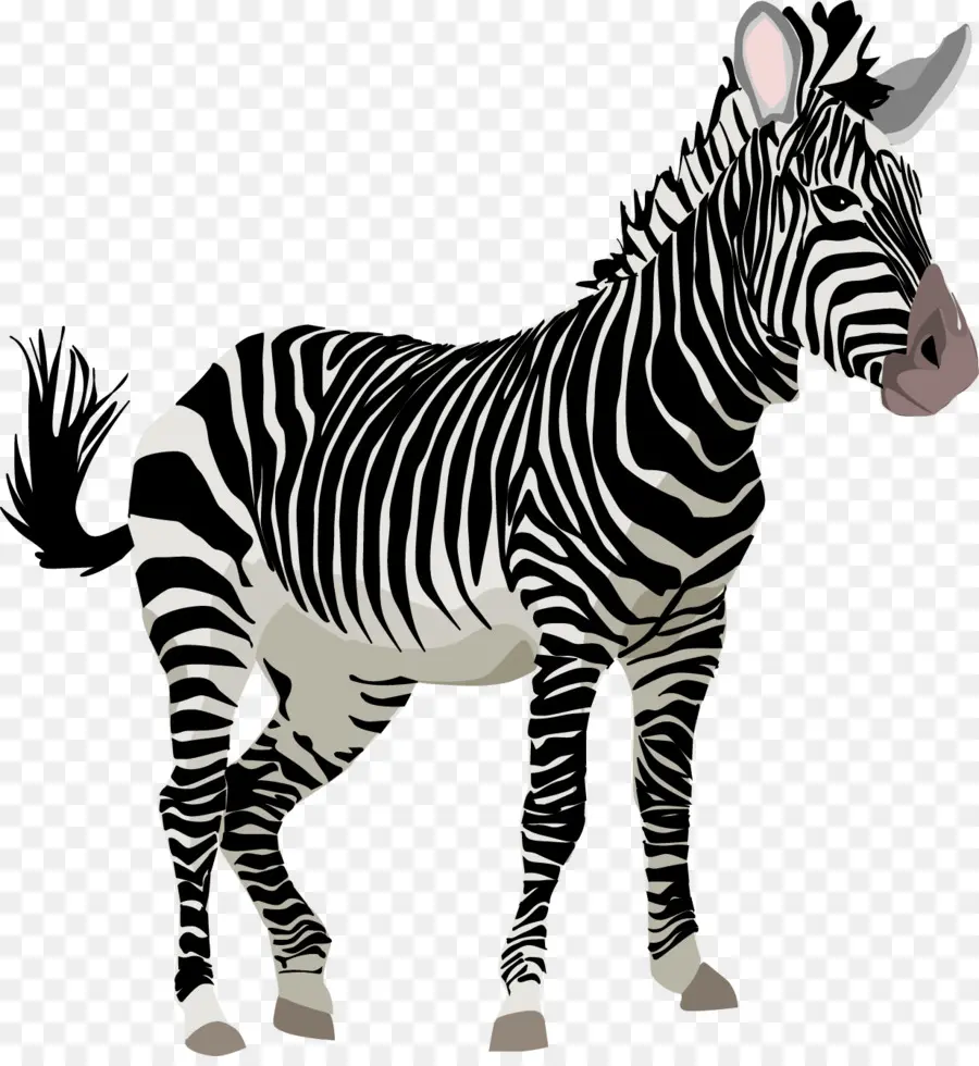 Zebra，Libre De Contenido PNG