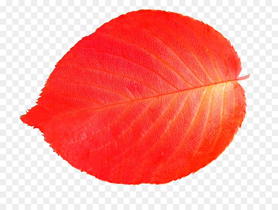 Hoja，Otoño PNG