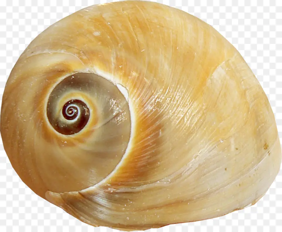 Concha De Caracol，Caracol PNG