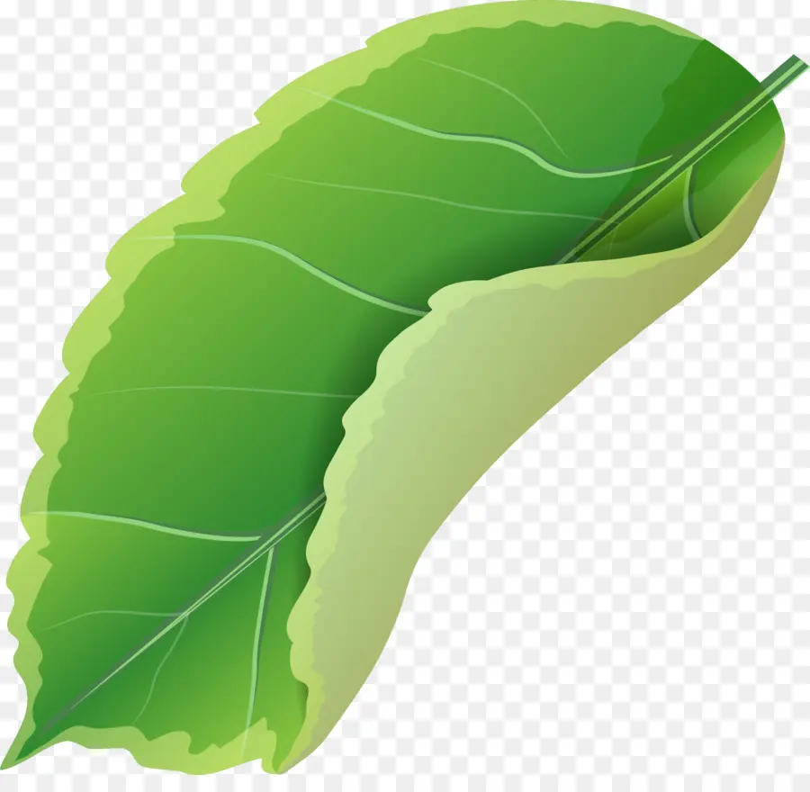 Hoja Verde，Planta PNG