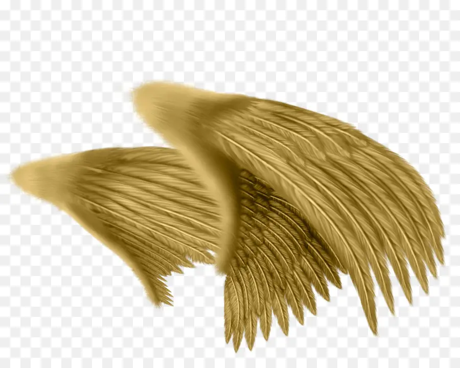 Alas De ángel，Plumas PNG