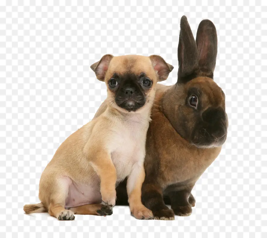 Cachorro Y Conejo，Cachorro PNG