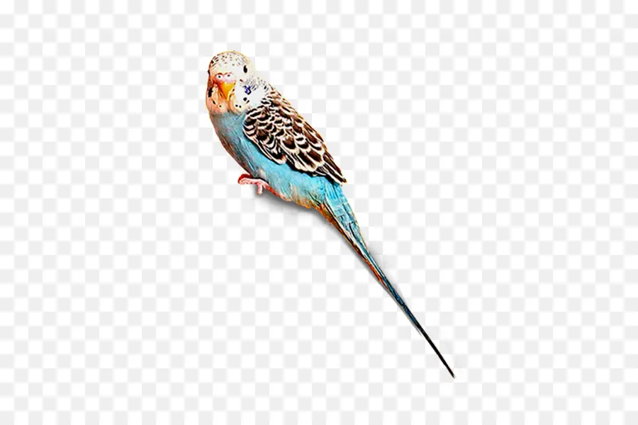 Loro Colorido，Plumas PNG