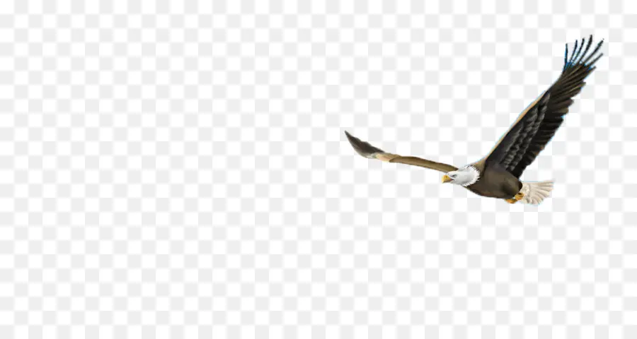 Patos Voladores，Aves PNG