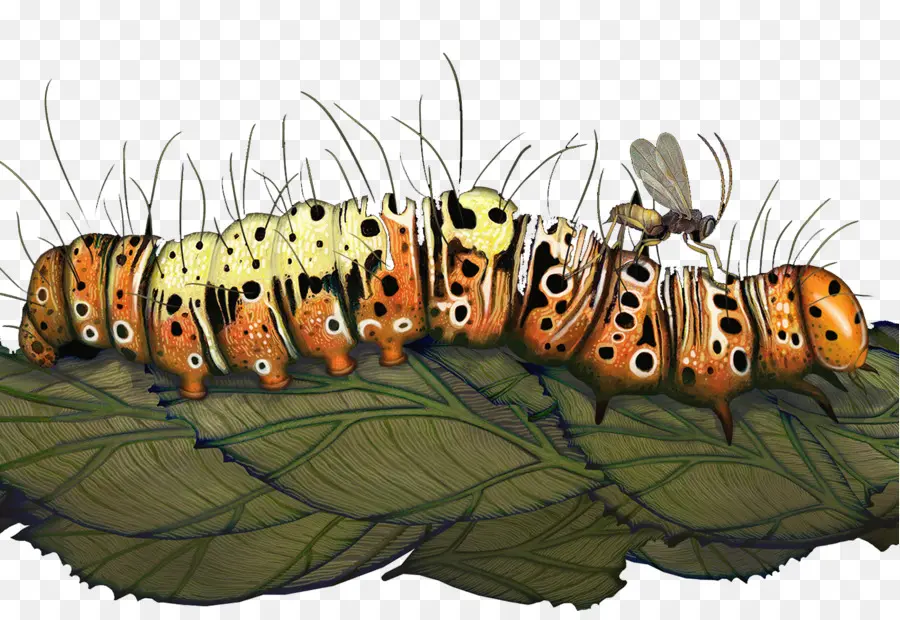 Caterpillar，La Avispa Que Le Lavaron El Cerebro Y La Oruga De Las Evoluciones Más Increíble De Soluciones A Los Más Grandes Problemas De La Vida PNG