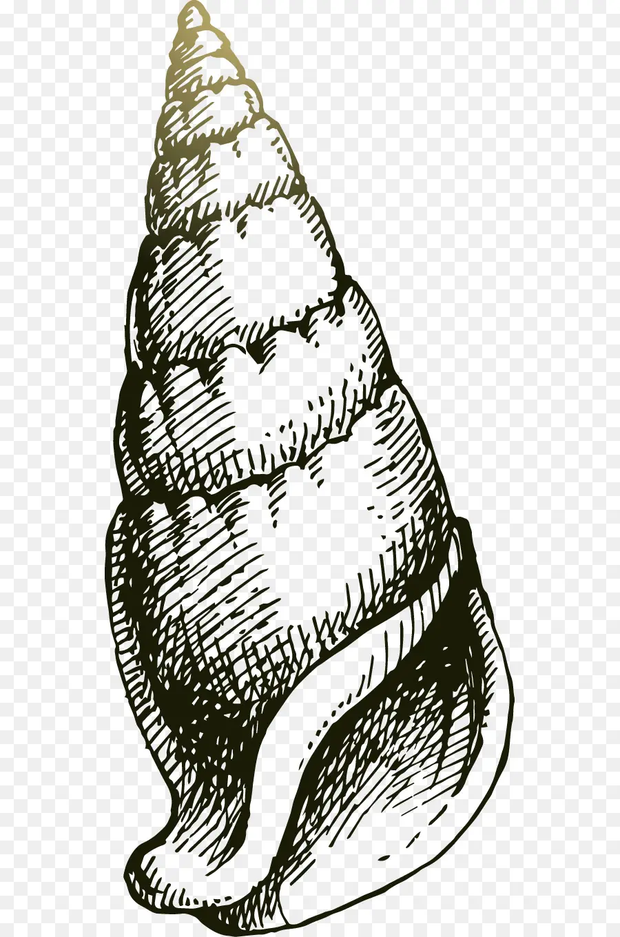 Dibujo，Caracol De Mar PNG