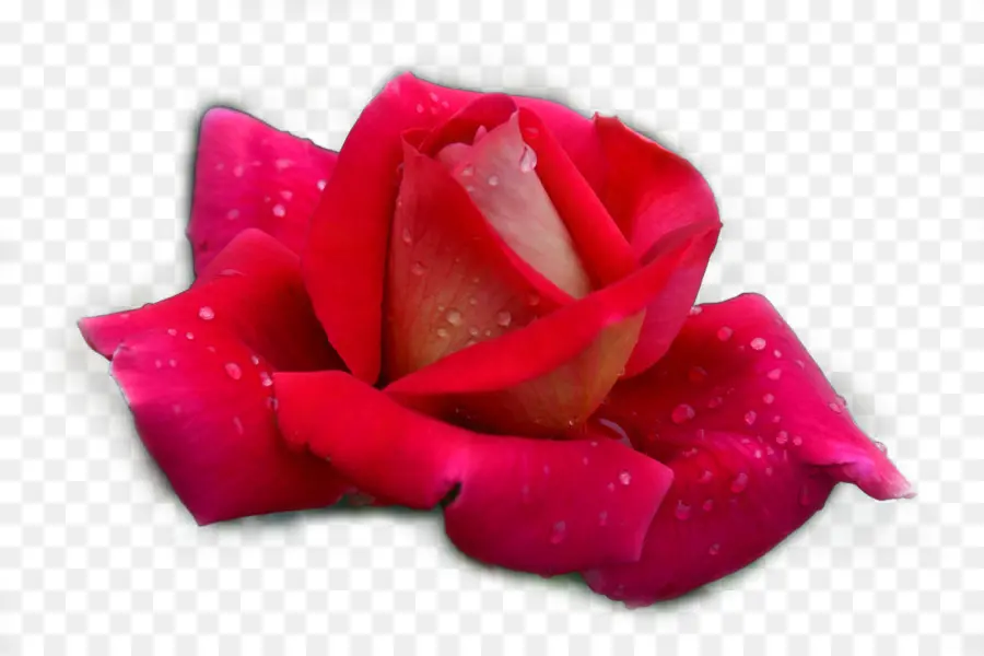 Rosa Roja，Flor PNG