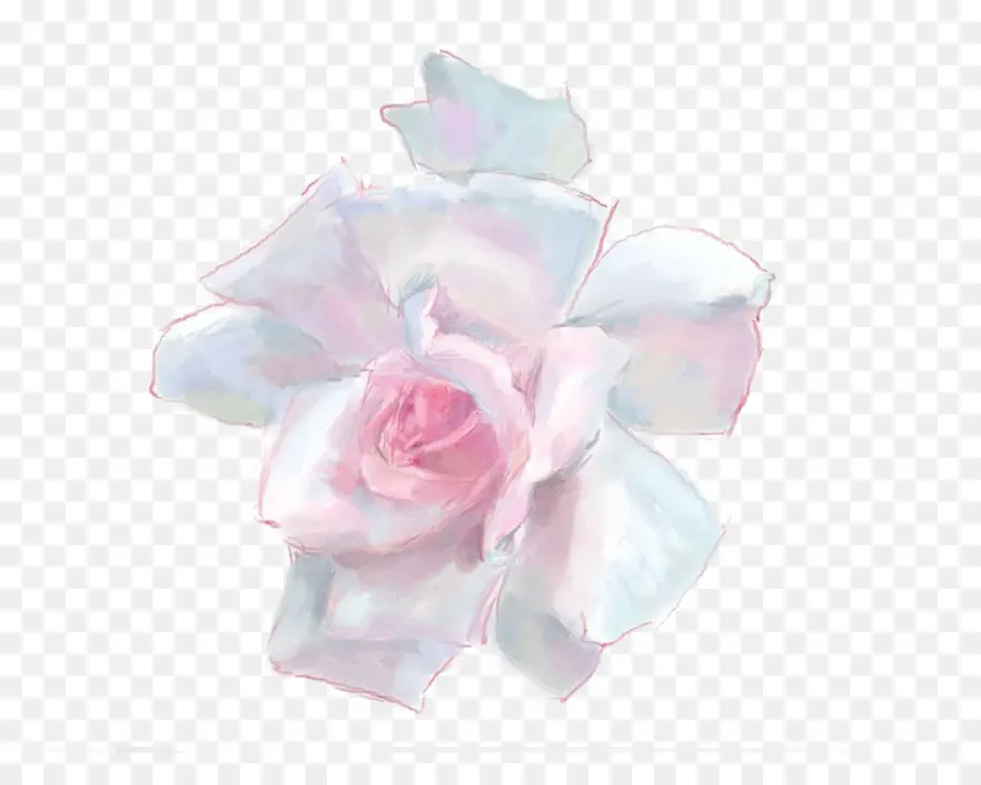 Rosa Chinensis，Las Rosas De Jardín PNG