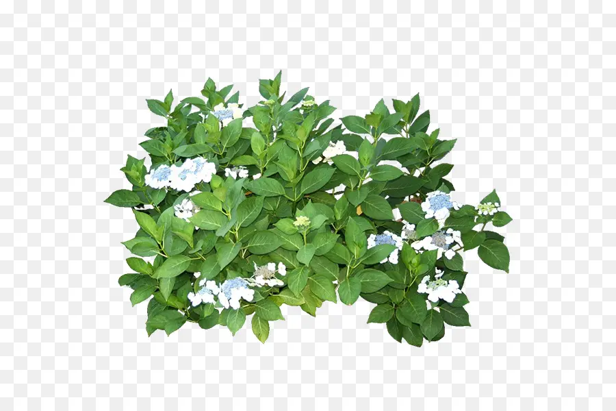 Arbusto Verde Con Flores，Hojas PNG