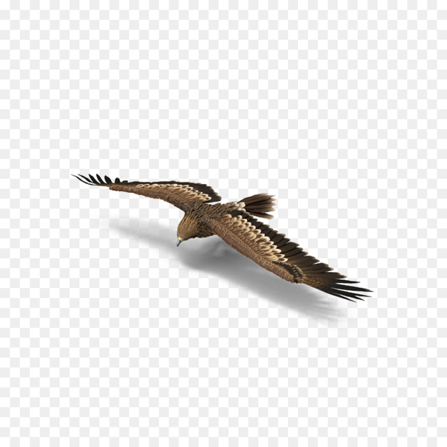 Descargar，águila PNG