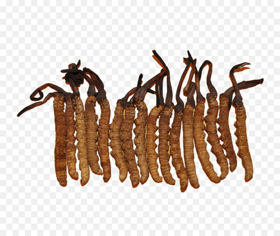 Cordyceps，Champiñón PNG