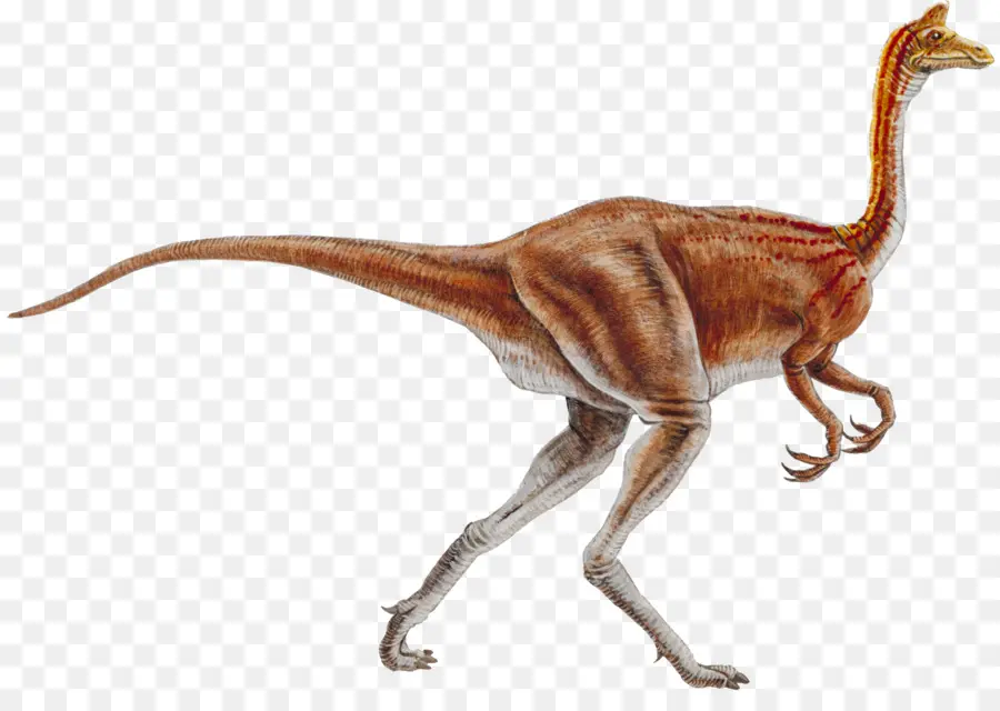 Ornithomimus，Ornithomimosauria PNG
