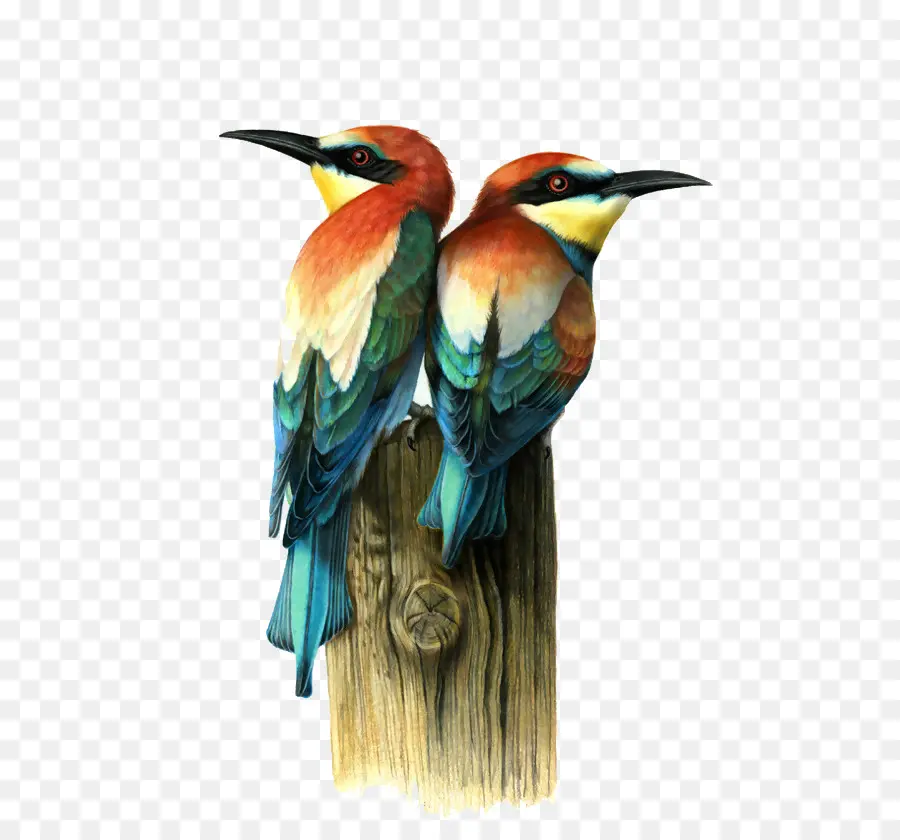 Pájaros Coloridos，Fauna PNG