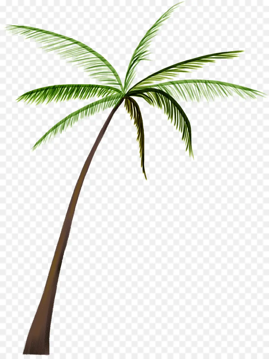 Palmera，Tropical PNG