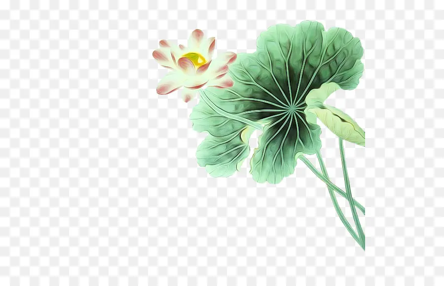 Flor Y Hoja De Loto，Loto PNG