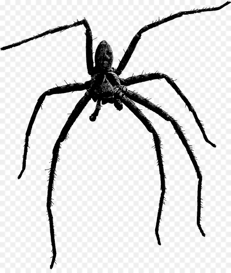 Araña，Negro PNG