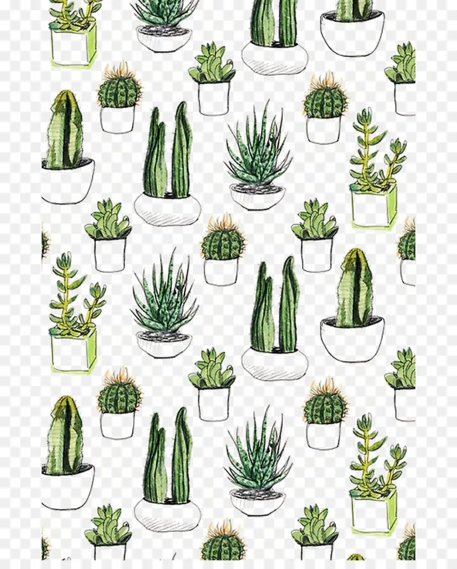 Papel，Cactaceae PNG