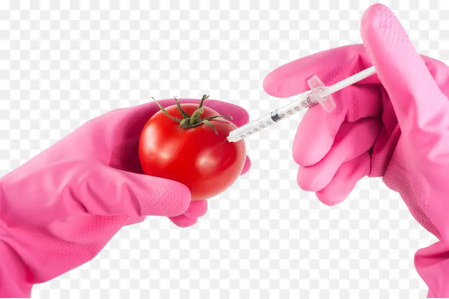 Los Alimentos Genéticamente Modificados，Tomate Genéticamente Modificado PNG