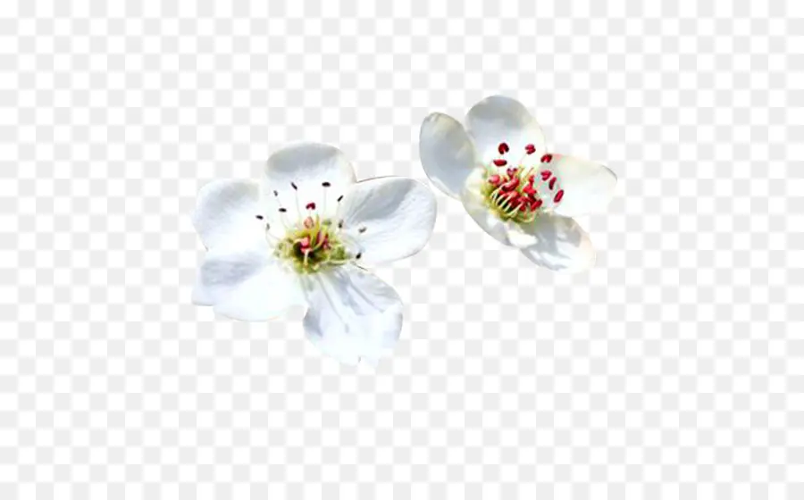 Flores Blancas，Flores PNG