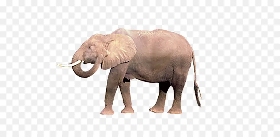 El Elefante Africano，Elefante Indio PNG