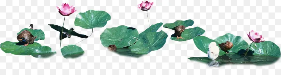 Hoja，Nelumbo Nucifera PNG